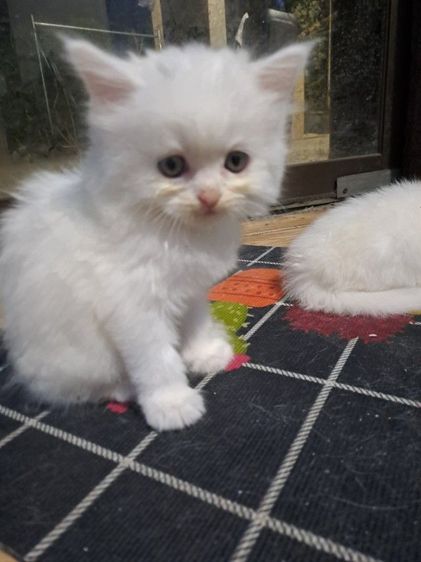 แมวเหมียว รูปที่ 8