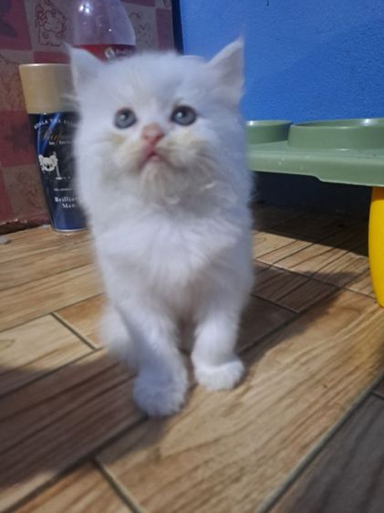 แมวเหมียว รูปที่ 9