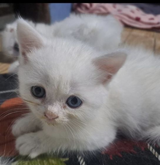 แมวเหมียว รูปที่ 11