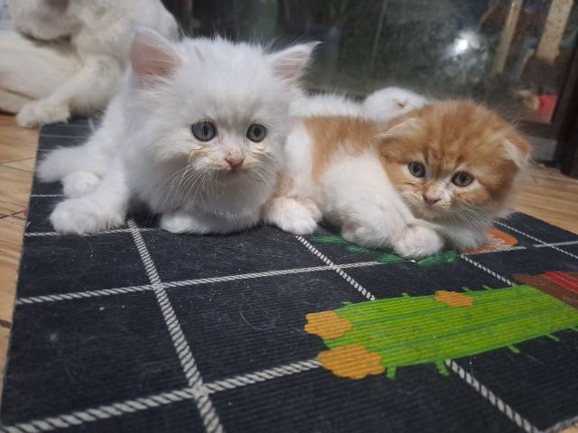 แมวเหมียว รูปที่ 12