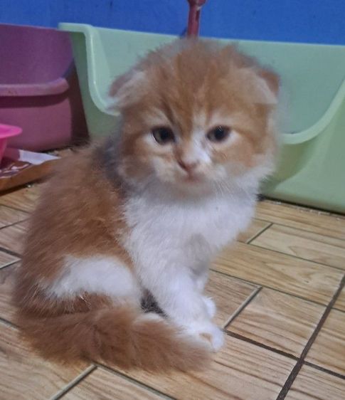 แมวเหมียว รูปที่ 2