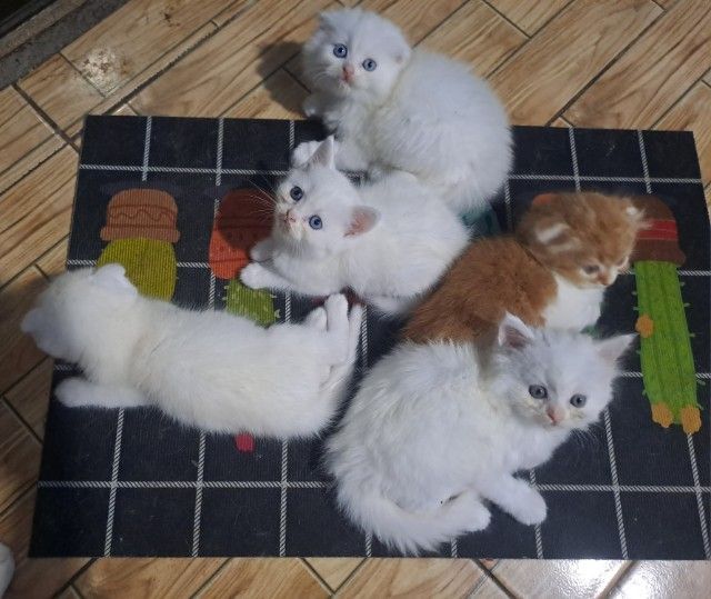 แมวเหมียว