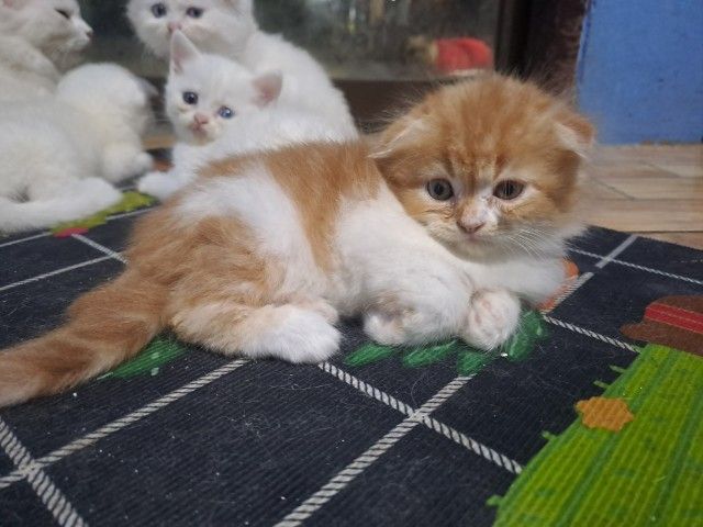 แมวเหมียว รูปที่ 3