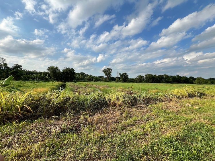 ขายที่ดินเขตเทศบาลอำเภอหนองเสือ หลังการไฟฟ้าหนองเสือ รูปที่ 2