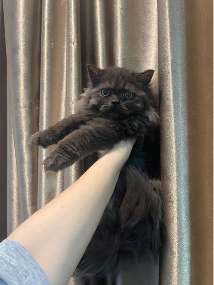 เปอร์เซีย