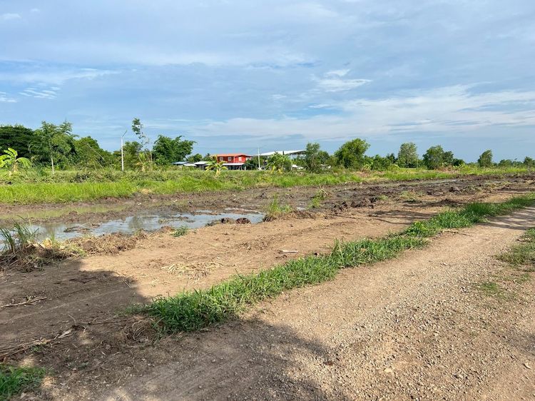 🎗️ที่ดินทำเลดีเชิงเกษตร ⛳️คลอง 11 อ.หนองเสือ จ.ปทุมธานี รูปที่ 4