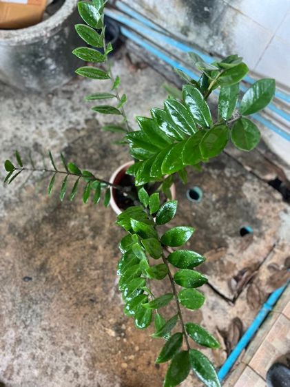 กวักมรกต รูปที่ 8