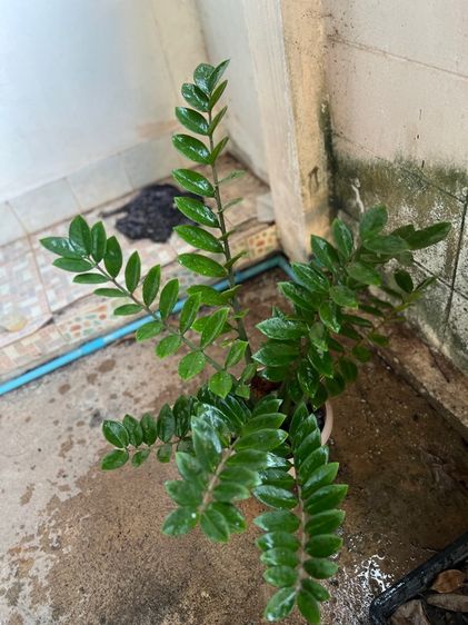 ต้นไม้จริง กวักมรกต