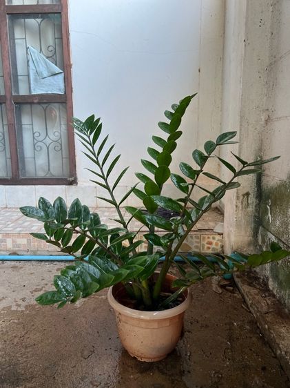 กวักมรกต รูปที่ 3