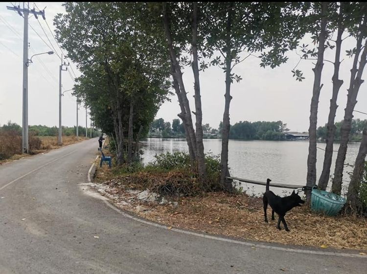 แบ่งขายที่ดิน12ไร่3งาน ซอยเทียนทะเล25 บ้านคลองสวน ใกล้ อบต.บ้านคลองสวน รูปที่ 3