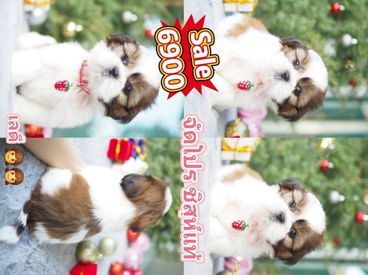 ชิสุ (Shih Tzu) เล็ก ขายลูกสุนัขชิสุ