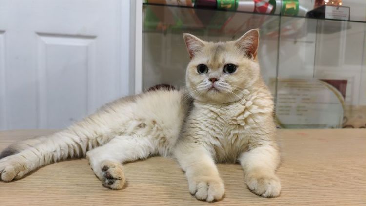 บริติช ญ  รูปที่ 4