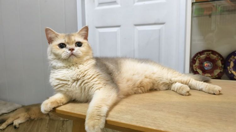 บริติช ญ  รูปที่ 3