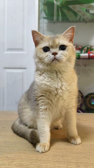 บริติช ญ  รูปที่ 6