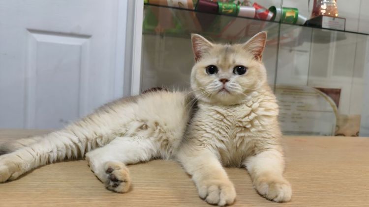 บริติช ญ 