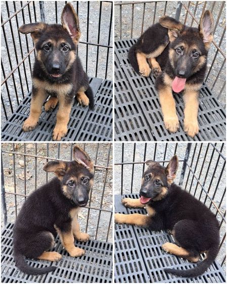 เยอรมันเชพเพิร์ด (German Shepherd) ใหญ่ ขายลูกสุนัขเยอรมันเชพเพิร์ดแท้