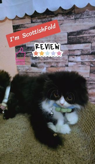 ลูกแมวสก๊อตติสโฟลด์ รูปที่ 3