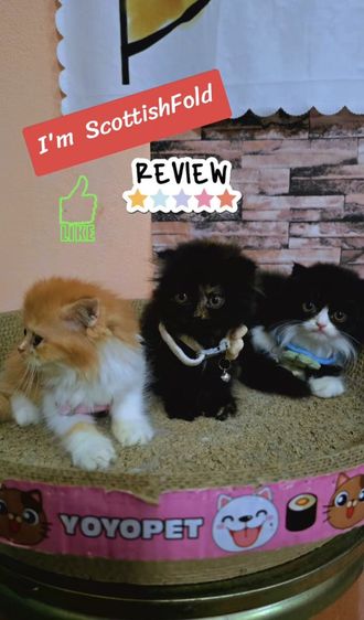 ลูกแมวสก๊อตติสโฟลด์ รูปที่ 5