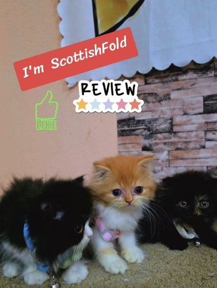 สก็อตติช โฟลด์ (Scottish Fold) ลูกแมวสก๊อตติสโฟลด์