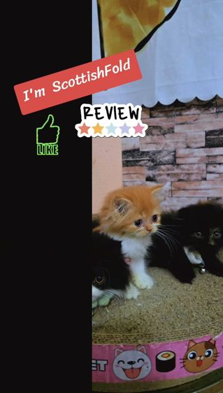 ลูกแมวสก๊อตติสโฟลด์ รูปที่ 2