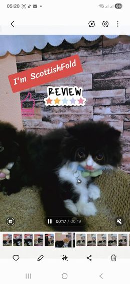 ลูกแมวสก๊อตติสโฟลด์ รูปที่ 6