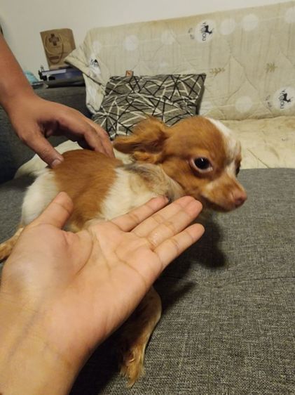 ชิวาวา (Chihuahua) เล็ก ชิวาว่า