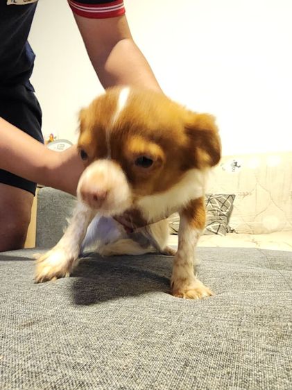 ชิวาวา (Chihuahua) เล็ก ชิวาว่า