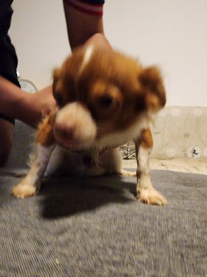 ชิวาว่า รูปที่ 7