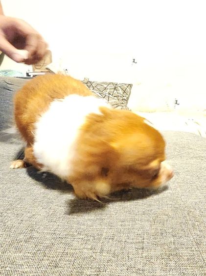 ชิวาว่า รูปที่ 4