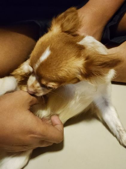 ชิวาว่า รูปที่ 7