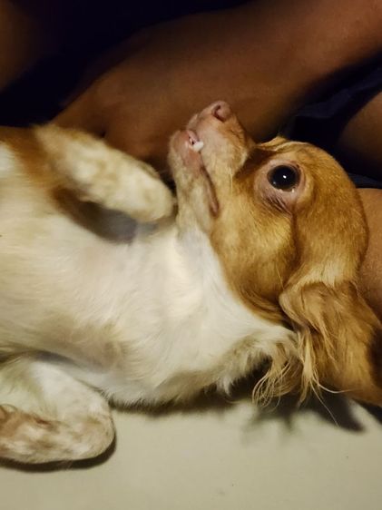 ชิวาว่า รูปที่ 3