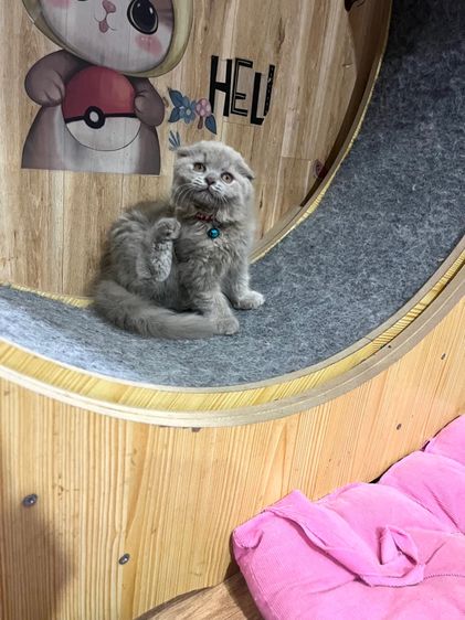 ดญ สก็อตติชหูพับสีไลแลค รูปที่ 6