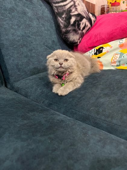 สก็อตติช โฟลด์ (Scottish Fold) ดญ สก็อตติชหูพับสีไลแลค