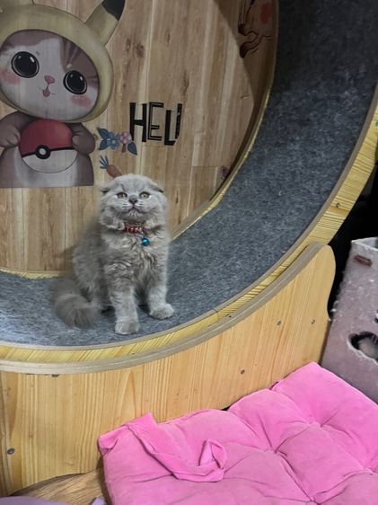 สก็อตติช โฟลด์ (Scottish Fold) ดญ สก็อตติชหูพับสีไลแลค