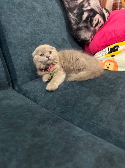 ดญ สก็อตติชหูพับสีไลแลค รูปที่ 3