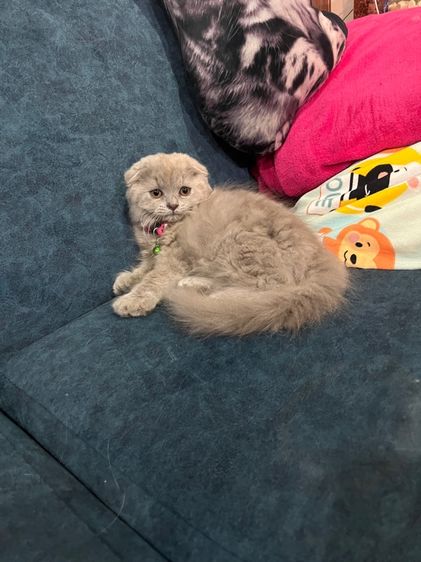 ดญ สก็อตติชหูพับสีไลแลค รูปที่ 4