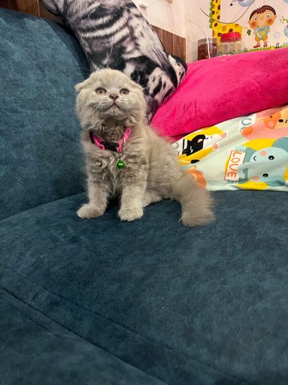 ดญ สก็อตติชหูพับสีไลแลค รูปที่ 2