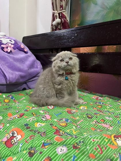 ดญ สก็อตติชหูพับสีไลแลค รูปที่ 7