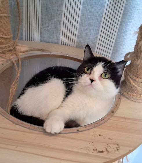 ลดประชากรแม่พันธุ์แมว สก็อตติช โฟลด์ 