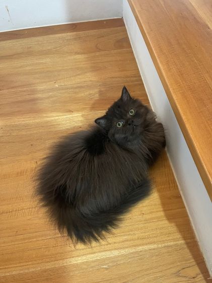 เปอร์เซีย รูปที่ 2