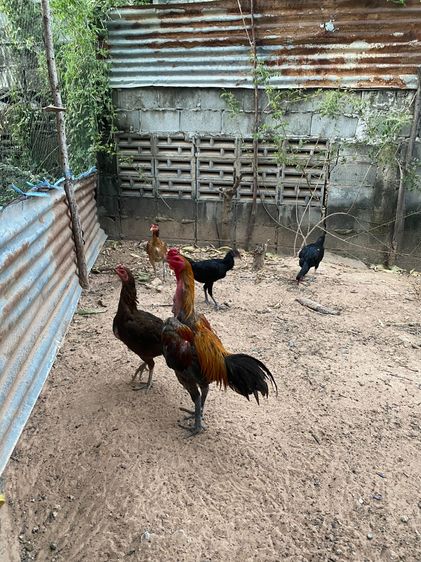 ผมไม่มีเวลาเลี้ยงชนครับ เสียดายความเก่ง