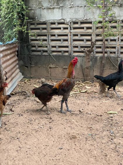 ผมไม่มีเวลาเลี้ยงชนครับ เสียดายความเก่ง รูปที่ 2