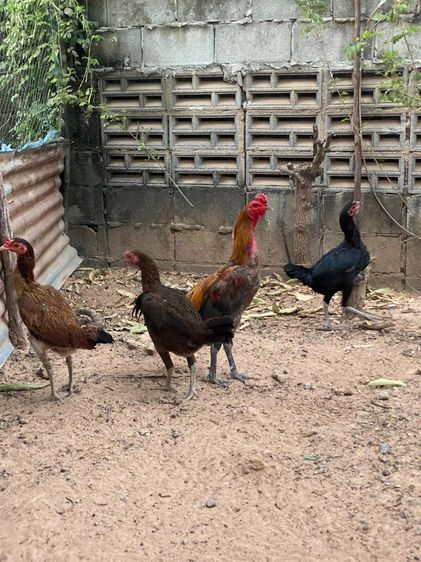 ผมไม่มีเวลาเลี้ยงชนครับ เสียดายความเก่ง รูปที่ 3