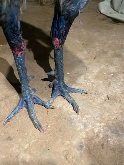 ผมไม่มีเวลาเลี้ยงชนครับ เสียดายความเก่ง รูปที่ 4