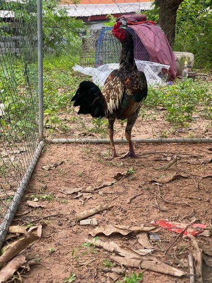 มีคลิปตอนชนชนะครับ ไม่มีเวลาเลี้ยงชนต่อ รูปที่ 2