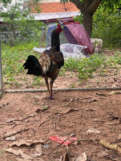 มีคลิปตอนชนชนะครับ ไม่มีเวลาเลี้ยงชนต่อ รูปที่ 3