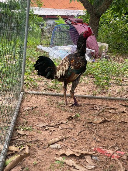 มีคลิปตอนชนชนะครับ ไม่มีเวลาเลี้ยงชนต่อ