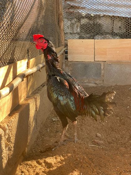 สายเลือดโกวเซ้ม ไก่หนุ่ม7เดือน มีคลิปตอนเตะเป้าตอน5เดือนครับ รูปที่ 5