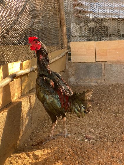 สายเลือดโกวเซ้ม ไก่หนุ่ม7เดือน มีคลิปตอนเตะเป้าตอน5เดือนครับ รูปที่ 3