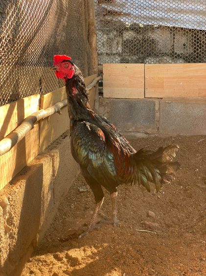 สายเลือดโกวเซ้ม ไก่หนุ่ม7เดือน มีคลิปตอนเตะเป้าตอน5เดือนครับ รูปที่ 2